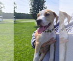 Small #1 Staffordshire Bull Terrier Mix