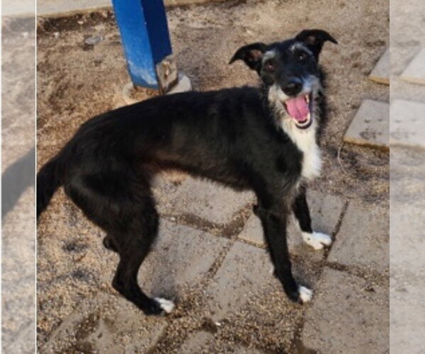 Medium Photo #3 Borzoi-Unknown Mix Puppy For Sale in Canton, CT, USA