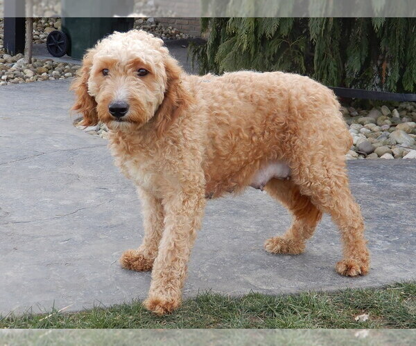 Medium Photo #1 Goldendoodle (Miniature) Puppy For Sale in MILLERSBURG, OH, USA