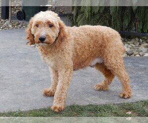 Mother of the Goldendoodle (Miniature) puppies born on 07/11/2025