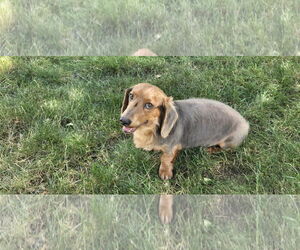 Dachshund-Unknown Mix Dogs for adoption in Wheaton, IL, USA
