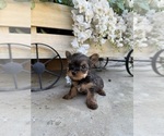 Puppy Tiny Yorkshire Terrier