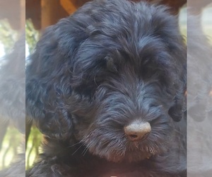 Poodle (Standard)-Schnoodle (Giant) Mix Puppy for sale in BANGS, TX, USA