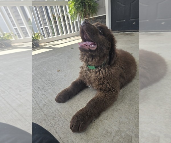 Medium Photo #66 Newfoundland Puppy For Sale in TILTON, IL, USA