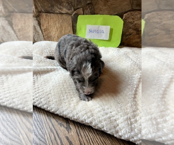 Medium Photo #5 Aussiedoodle-Bernedoodle Mix Puppy For Sale in MOORESVILLE, NC, USA