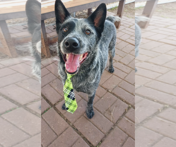 Medium Photo #2 Mutt Puppy For Sale in Kankakee, IL, USA