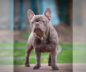 French Bulldog Puppy for sale in AUSTIN, TX, USA