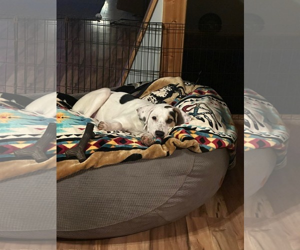 Medium Photo #8 Mutt Puppy For Sale in Westwood, NJ, USA