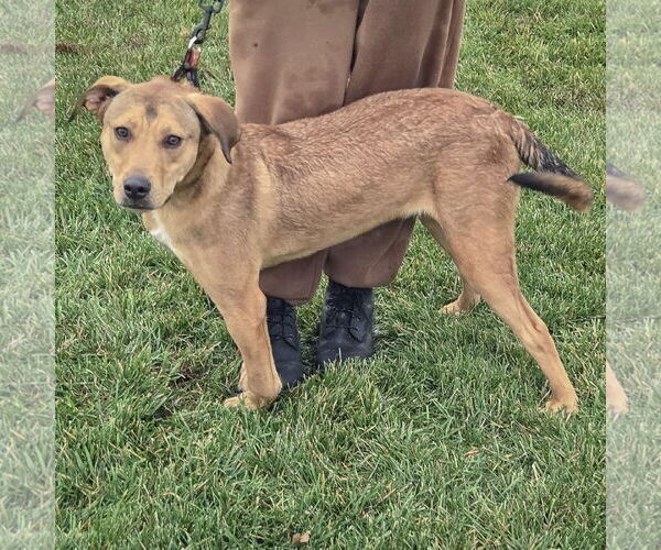 Medium Photo #2 Boxador Puppy For Sale in Huntley, IL, USA