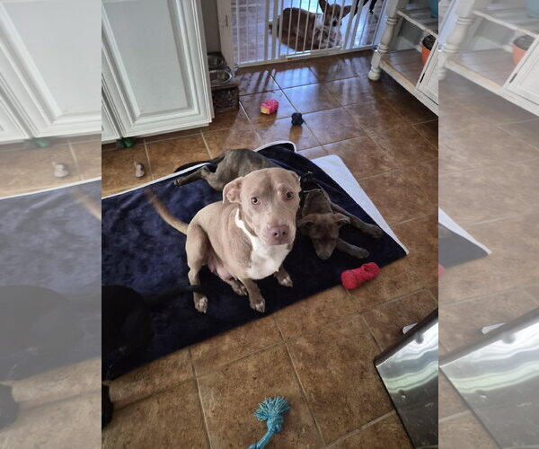 Medium Photo #3 Labrador Retriever-Unknown Mix Puppy For Sale in Holly Springs, NC, USA