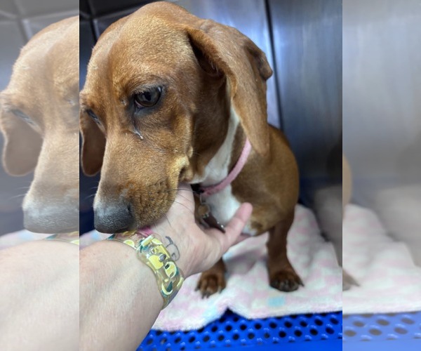 Medium Photo #8 Dachshund Puppy For Sale in San Antonio, TX, USA