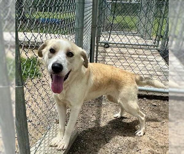 Medium Photo #2 Labrador Retriever-Unknown Mix Puppy For Sale in Conroe, TX, USA