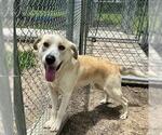 Small #1 Labrador Retriever Mix