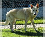 Small #1 German Shepherd Dog