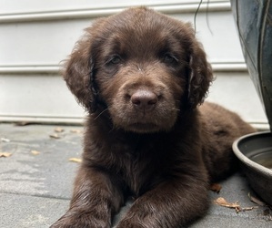 Labrador Retriever Puppy for sale in AMELIA COURT HOUSE, VA, USA