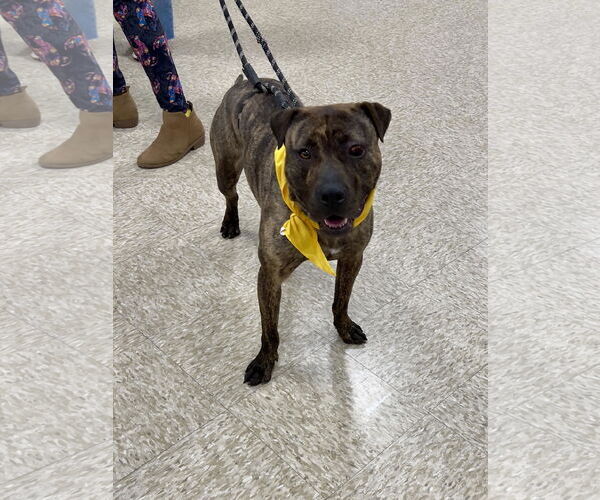 Medium Photo #10 American Pit Bull Terrier-Unknown Mix Puppy For Sale in Minneapolis, MN, USA