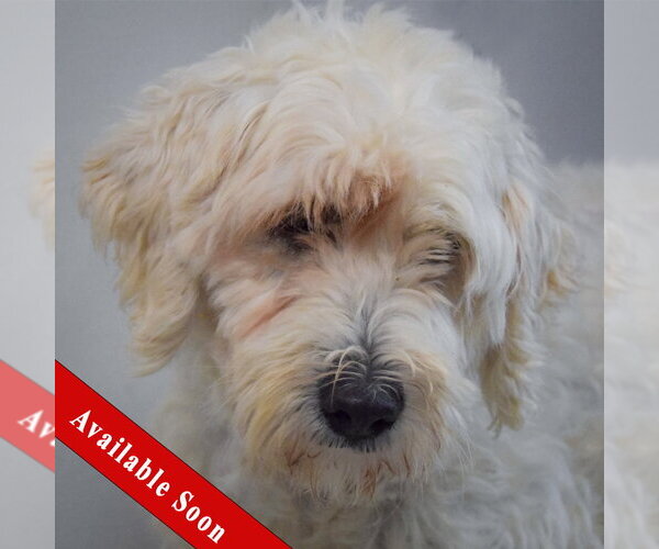 Medium Photo #1 Unknown-Wheaten Terrier Mix Puppy For Sale in Huntley, IL, USA