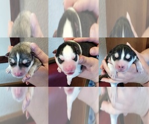 Siberian Husky Puppy for sale in KENNEWICK, WA, USA