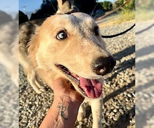 Medium Photo #4 Siberian Husky Puppy For Sale in Dana Point, CA, USA