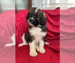 Puppy Furlecia Bernedoodle-Saint Bernard Mix