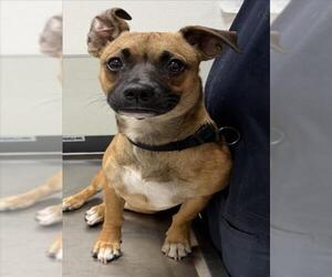 Chihuahua-German Shepherd Dog Mix Dogs for adoption in Tracy, CA, USA