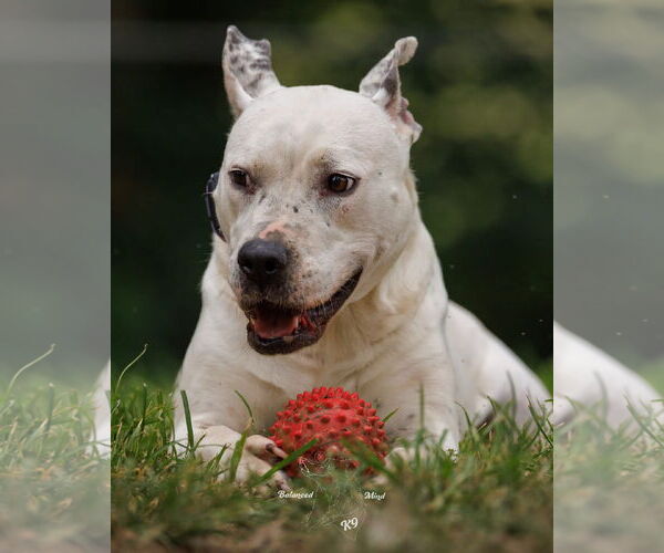 Medium Photo #1 American Pit Bull Terrier-Unknown Mix Puppy For Sale in Germantown, OH, USA