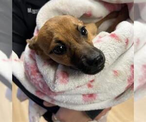 Chion Dogs for adoption in San Martin, CA, USA