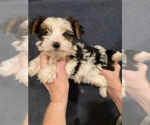 Yorkshire Terrier Puppy for sale in AMSTERDAM, MO, USA