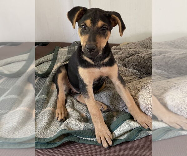 Medium Photo #3 Catahoula Leopard Dog-German Shepherd Dog Mix Puppy For Sale in Bolivar, MO, USA