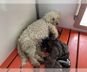 Mother of the Yo-Chon puppies born on 05/05/2025