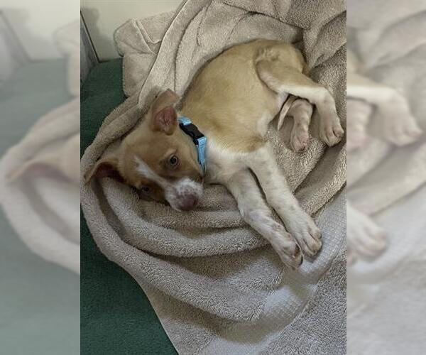 Medium Photo #3 Mutt Puppy For Sale in Houston, TX, USA