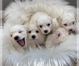 Bichon Frise Puppy for sale in THE DALLES, OR, USA