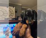 Puppy green Doberman Pinscher