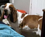 Small Photo #4 Basset Hound Puppy For Sale in Deepwater, NJ, USA
