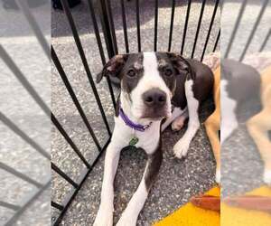 Mutt Dogs for adoption in pomfret, CT, USA