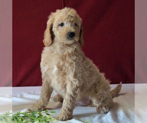 Goldendoodle-Poodle (Miniature) Mix Puppy for sale in GORDONVILLE, PA, USA