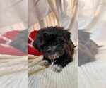 Small Photo #4 Havanese Puppy For Sale in DREXEL, MO, USA