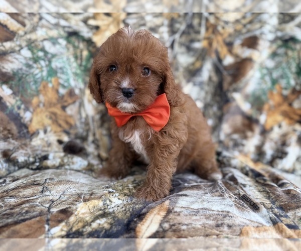Medium Photo #8 Cavapoo (Miniature) Puppy For Sale in LAKELAND, FL, USA