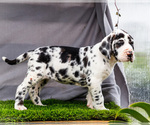 Small #10 Great Dane