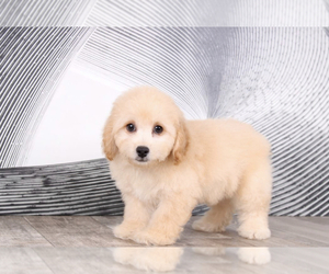 Poochon Puppy for sale in WESTPOINT, IN, USA