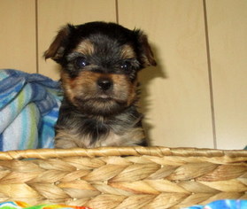Yorkshire Terrier Puppy for sale in MERRILL, OR, USA