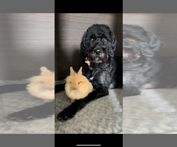 Medium Photo #1 Goldendoodle-Poodle (Standard) Mix Puppy For Sale in ROY, UT, USA