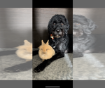 Small Photo #1 Goldendoodle-Poodle (Standard) Mix Puppy For Sale in ROY, UT, USA