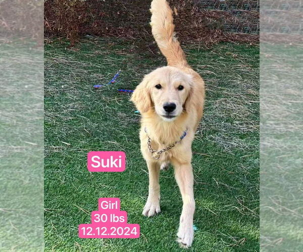 Medium Photo #4 Golden Retriever Puppy For Sale in West Hollywood, CA, USA