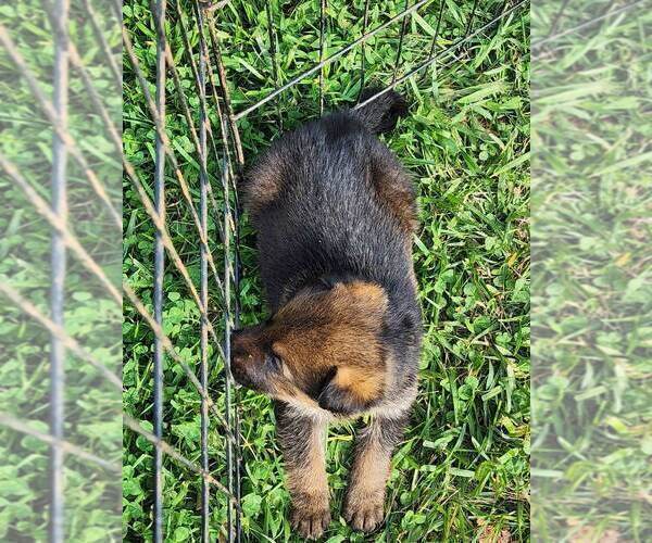 Medium Photo #19 German Shepherd Dog Puppy For Sale in LYNCH STATION, VA, USA