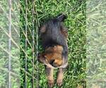 Small Photo #19 German Shepherd Dog Puppy For Sale in LYNCH STATION, VA, USA