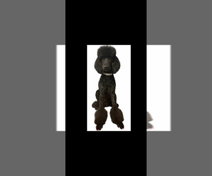 Mother of the Poodle (Standard) puppies born on 11/04/2025