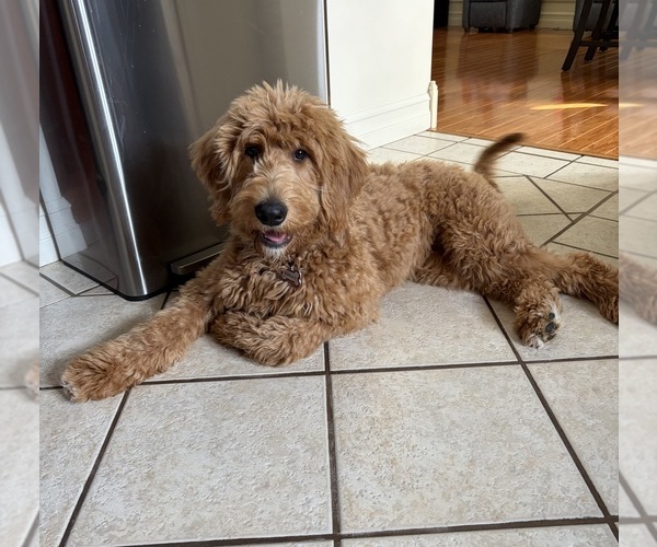 Medium Photo #1 Goldendoodle Puppy For Sale in WOODHAVEN, MI, USA