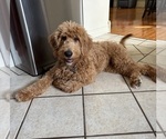 Small Goldendoodle
