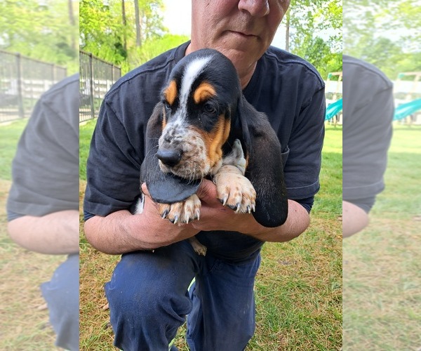 Medium Photo #2 Basset Hound Puppy For Sale in S CHESTERFLD, VA, USA